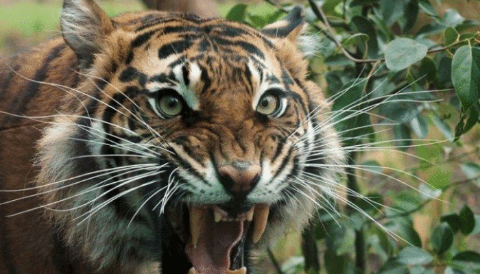 Kisah Safinah Ra. Ketika Ditolong Hewan Buas 1 SORBANSANTRI.COM