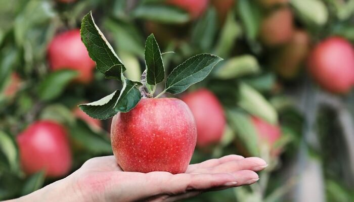 Banyak Manfaat Apel Hijau bagi Kesehatan yang perlu Anda ketahui 1 Buah Apple Manfaat