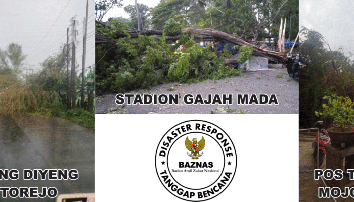 Laporan Terkini: Pohon Tumbang Akibat Hujan di Mojokerto 1 SORBANSANTRI.COM